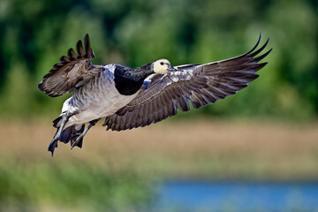 Barnacle goose. Breaking before landing.