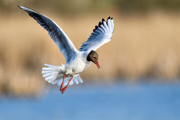 Black-headed Gull; Stand clear, I'm coming in...