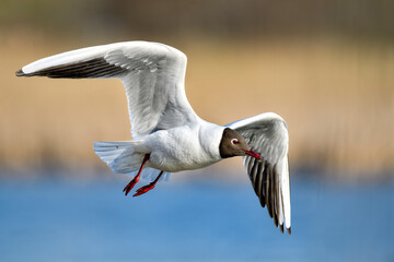 Obraz premium Black-headed Gull