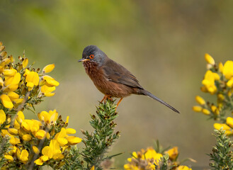 Male Dartford Warbler on Gorse Bush