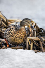 Mallard