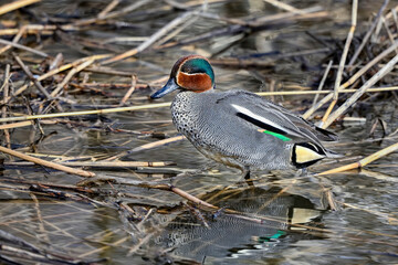 Eurasian teal