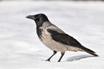 Hooded crow on snow in springtime