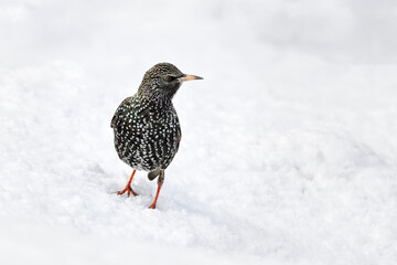 Starling on the snow
