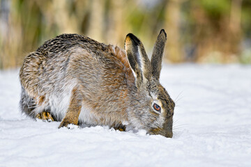 Hare on the snow
