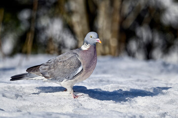 Wood pigeon in early spring when there is still snow and ice on the ground.