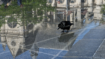 Corneille noire - Corvus corone - Paris - Parc Nelson Mandela - reflet de l'église st Eustache

