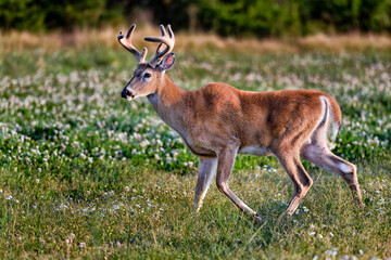 White-tailed deer buck at dusk..