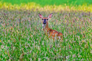 White-tailed deer. Enjoying  dinner buffet.