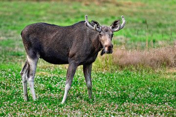 Moose bull is enjoying of the cloverfield buffet.