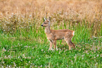 Roe deer fawn