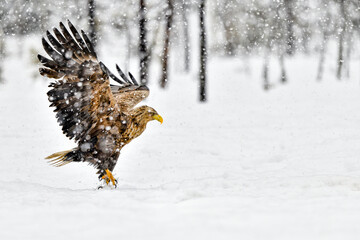 White-tailed eagle takeoff