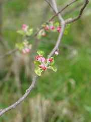 Pink buds of a fruit tree blossom. Photographed in detail.
