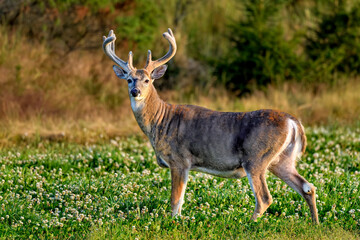 White-tailed deer buck looking regal.