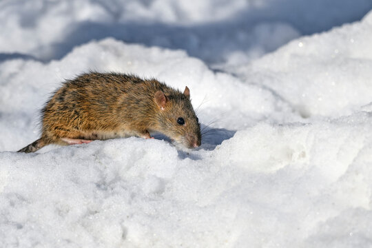 Rat is searching food on the cold winter day.