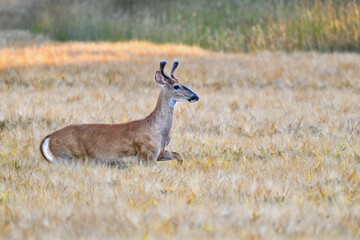 White-tailed deer is crossing wheat field in the evening.