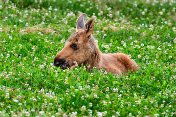 Moose calf is so tired that it has to lay down on top of the food.