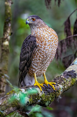 Coopers hawk