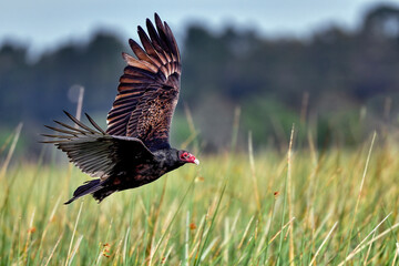 Turkey vulture flyby.