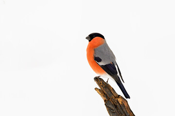 Eurasian bullfinch against white (snow) background