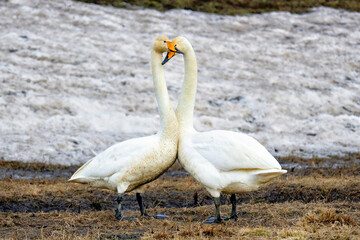 Whooper swan couple