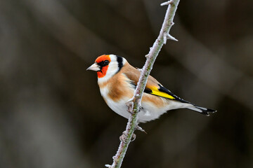 Goldfinch on a dark winter day