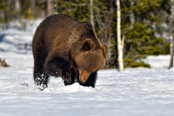 Bear is trying to find food under the snow and ice in spring