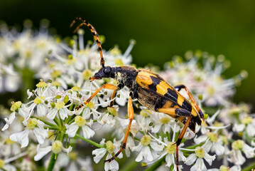Spotted Longhorn Beetle