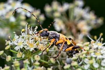 Spotted Longhorn Beetle