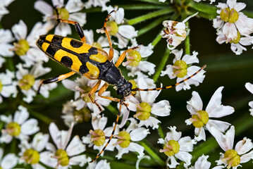 Spotted Longhorn Beetle