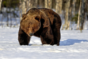 Big Brown bear on the snow.