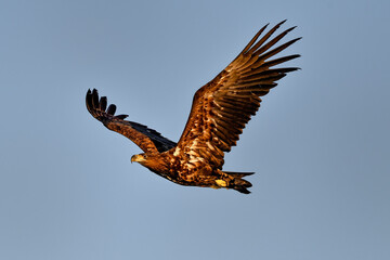 White-tailed eagle in full swing