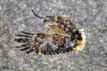 White-tailed eagle in heavy snowfall