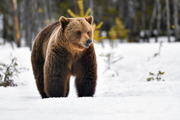 Obraz premium Bear on spring snow