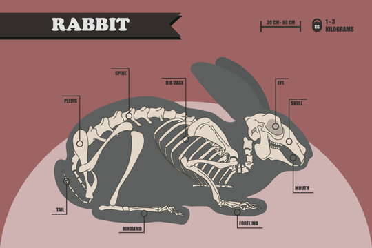 Anatomy of a rabbit. Bunny skeleton