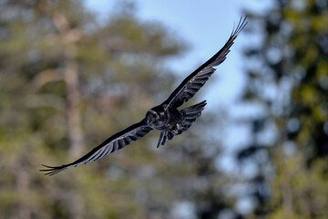 Common raven in flight