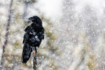Common raven in heavy snowfall in north Finland 