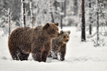 Brown bear mom with yearlings. It's mid may in north Finland where bears have woke up from...