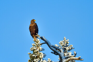 White-tailed eagle at dawn