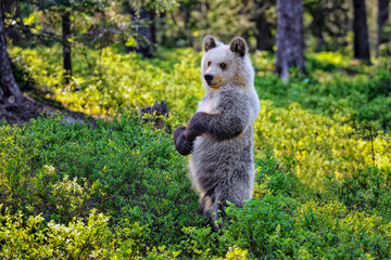 Fototapeta premium This bear cub looks like it's happy in the forest.