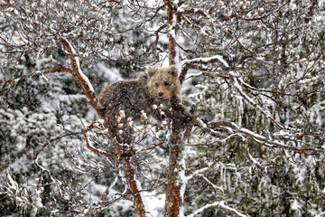 Young bear climbing on the pine tree in a snow storm