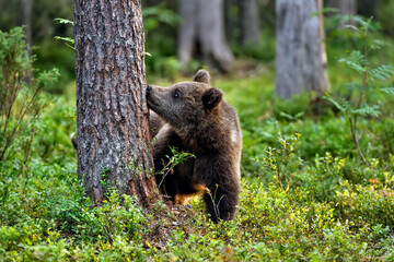 Sense of smell is important way to observe environment for bears