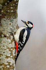 Great spotted woodpecker