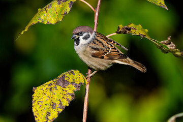 Eurasian tree sparrow
