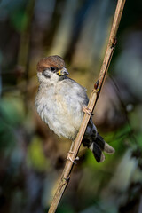 Eurasian tree sparrow