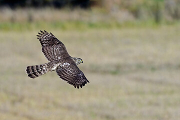 Northern goshawk