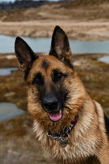 A charming dog looks attentively with intelligent brown eyes outside. A close-up portrait of purebred beautiful German Shepherd against background of lakes and sand dunes.