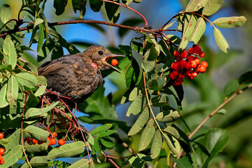 Rowanberry counting has begun for this season.