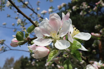 Wiosenna, kwitnąca gałąź drzewa owocowego na tle błękitnego nieba