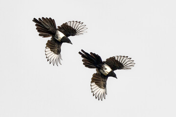 Magpie chase in the air.